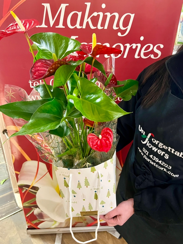 Festive Anthurium Plant