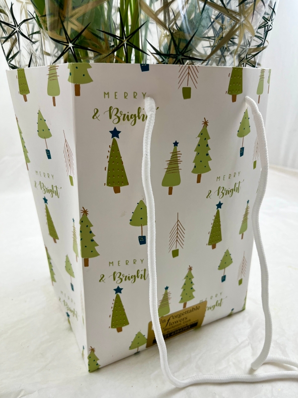 Festive Anthurium Plant