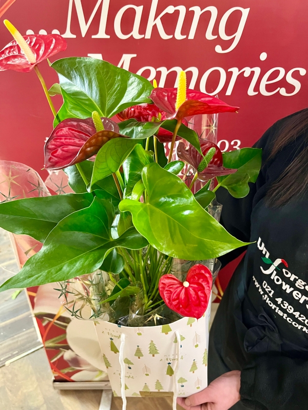 Festive Anthurium Plant