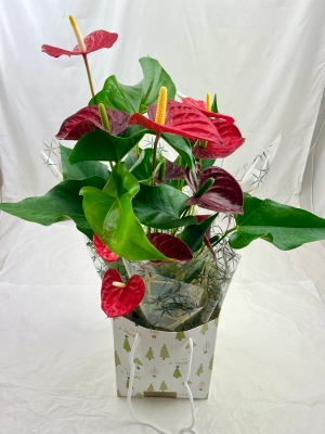 Festive Anthurium Plant