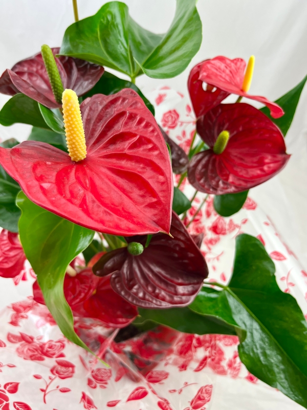 Anthurium Plant