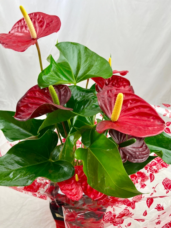 Anthurium Plant