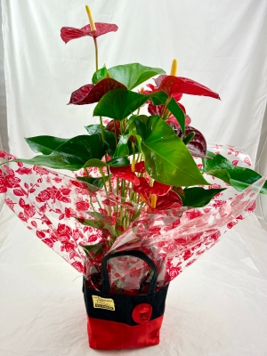 Anthurium Plant