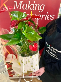 Festive Anthurium Plant