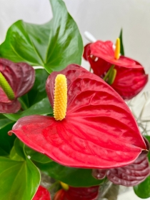 Festive Anthurium Plant