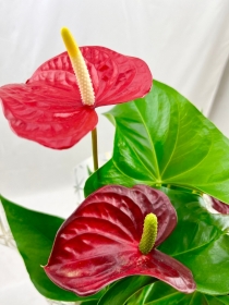 Festive Anthurium Plant