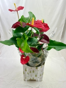 Festive Anthurium Plant